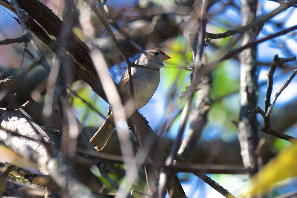 White-crowned Sparrow - ML271386241