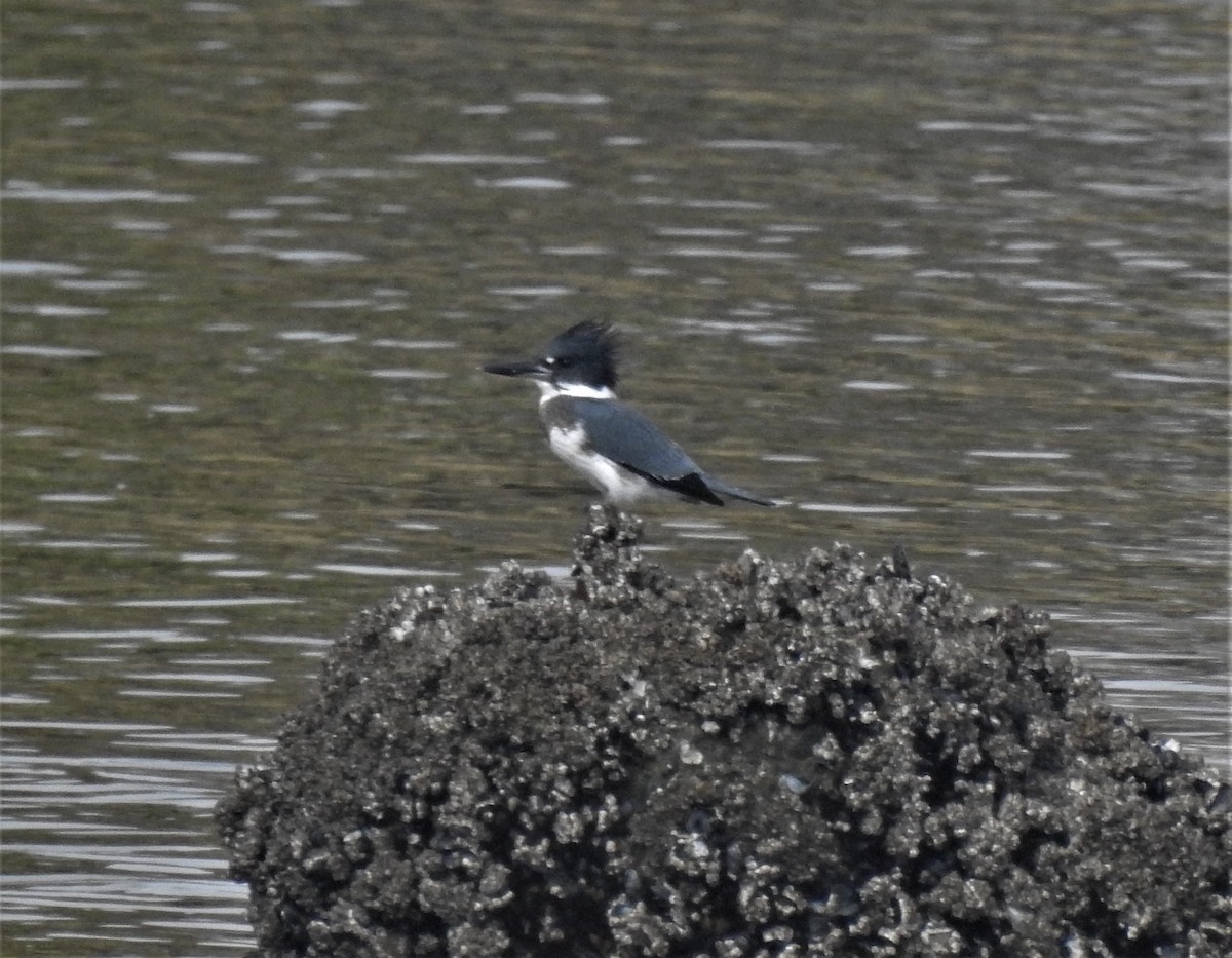 Belted Kingfisher - ML271386361