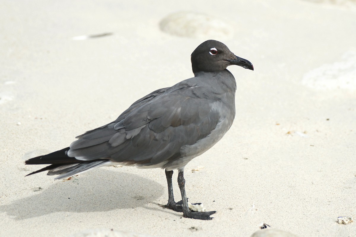 Gaviota Fuliginosa - ML271389101