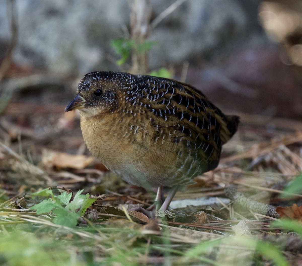 Yellow Rail - Linda Ankerstjerne Olsen