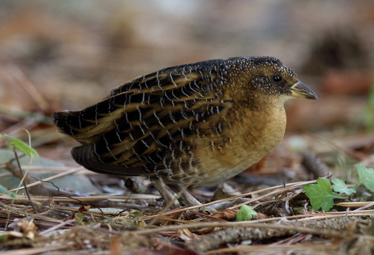 Yellow Rail - ML271390421