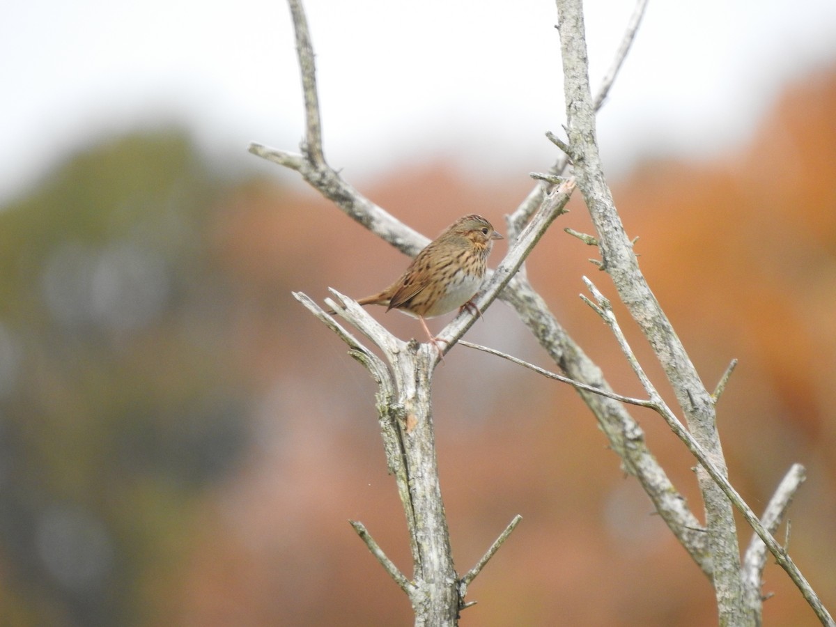 Lincoln's Sparrow - ML271390851