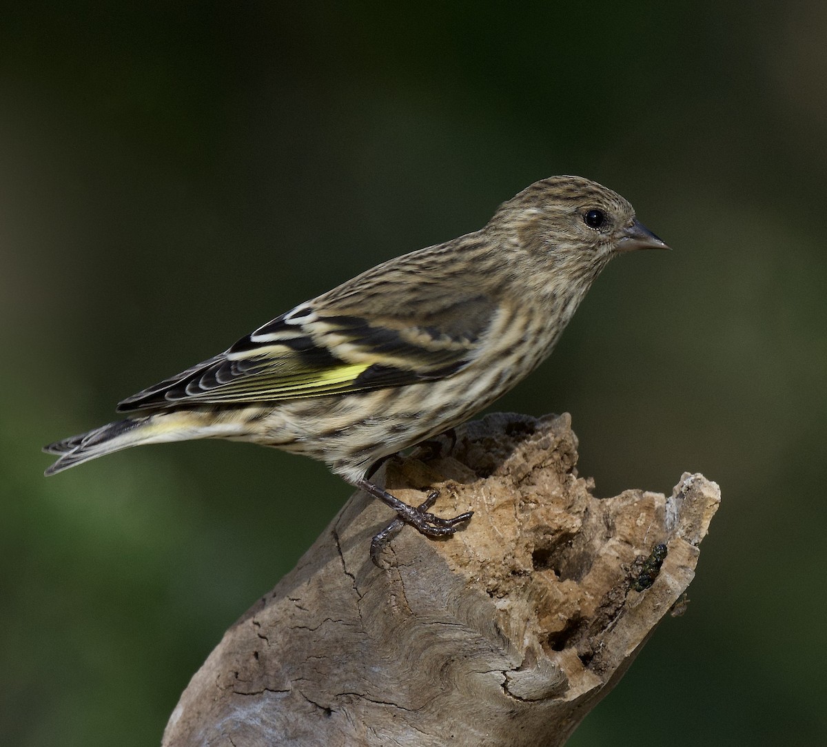 Pine Siskin - Linda Ankerstjerne Olsen