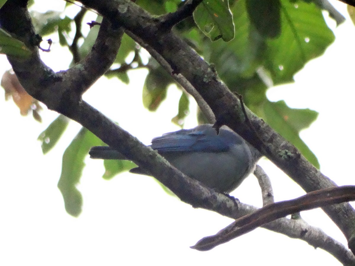 Blue-gray Tanager - ML271392021