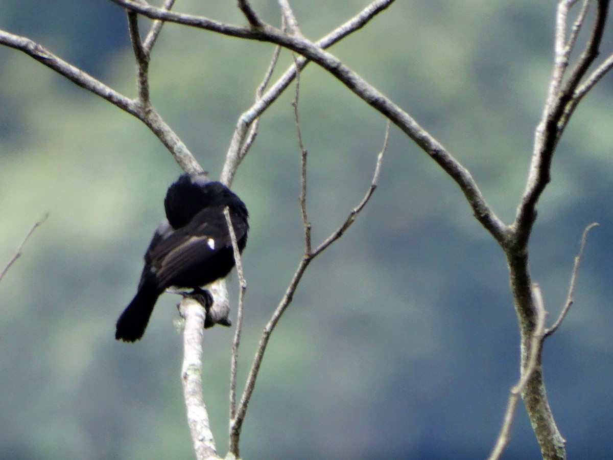 Variable Seedeater - ML271392201