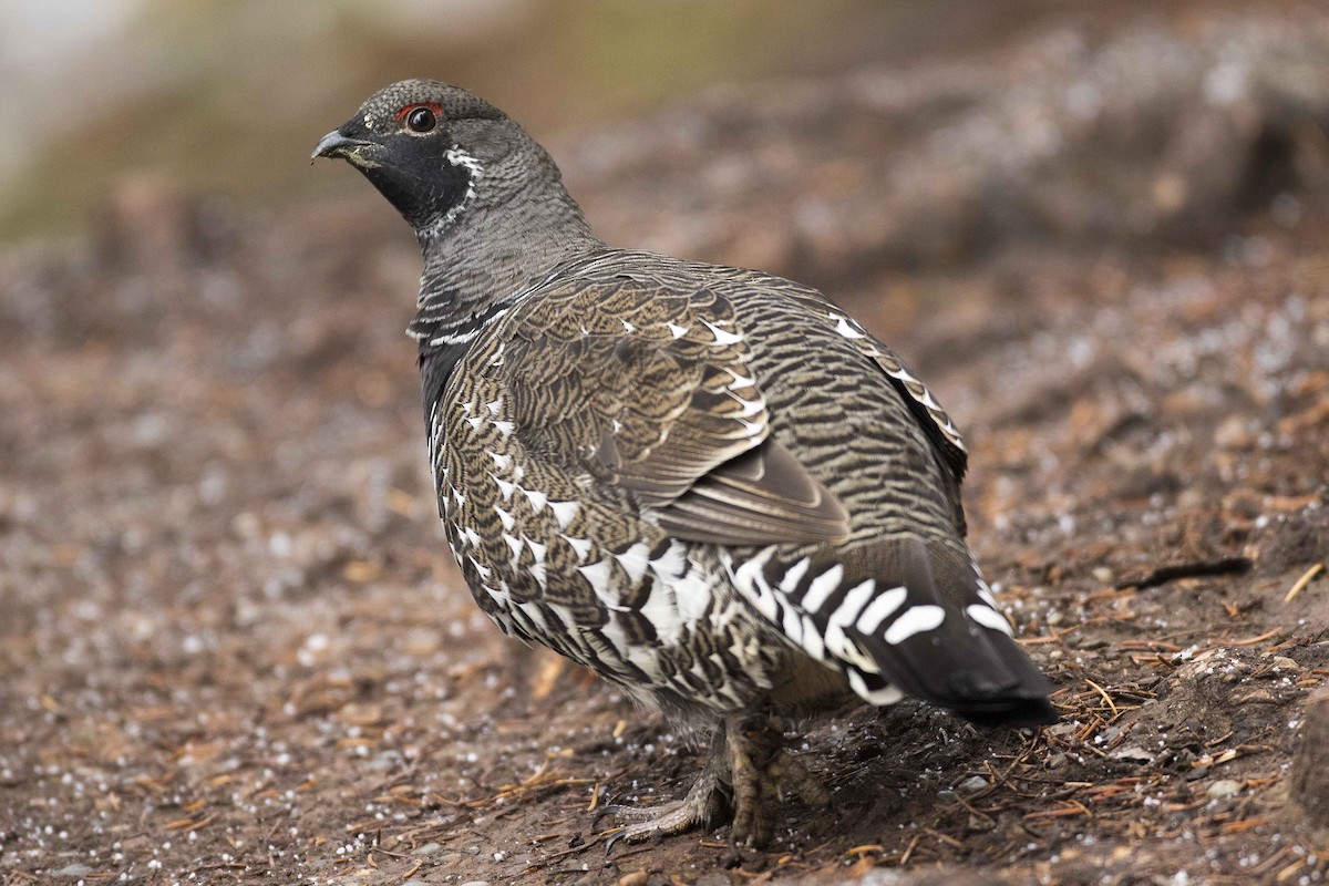 Spruce Grouse - ML271392411