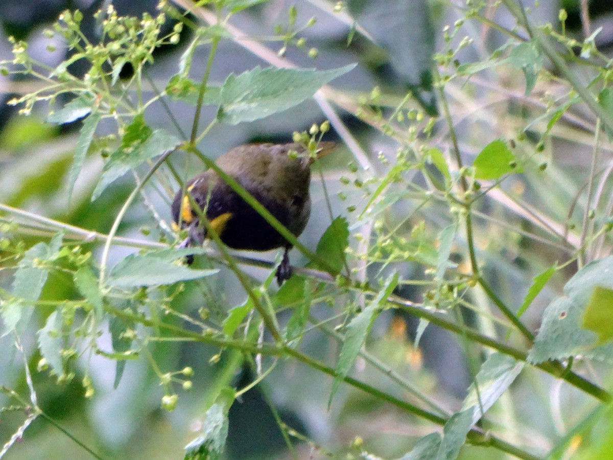 Yellow-faced Grassquit - ML271392431