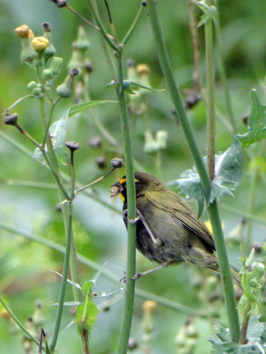 Yellow-faced Grassquit - Luis Bone