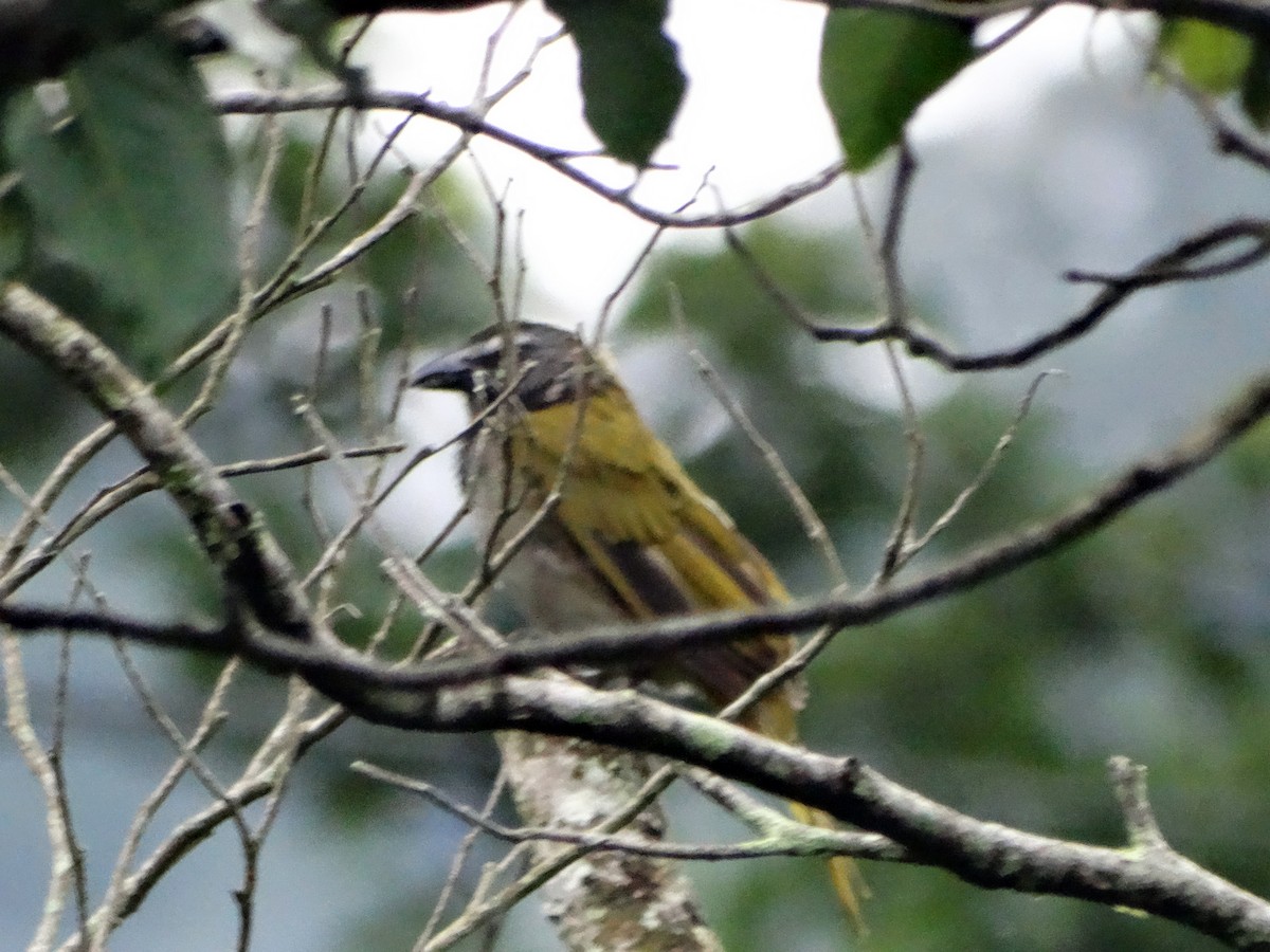 Black-headed Saltator - ML271392491