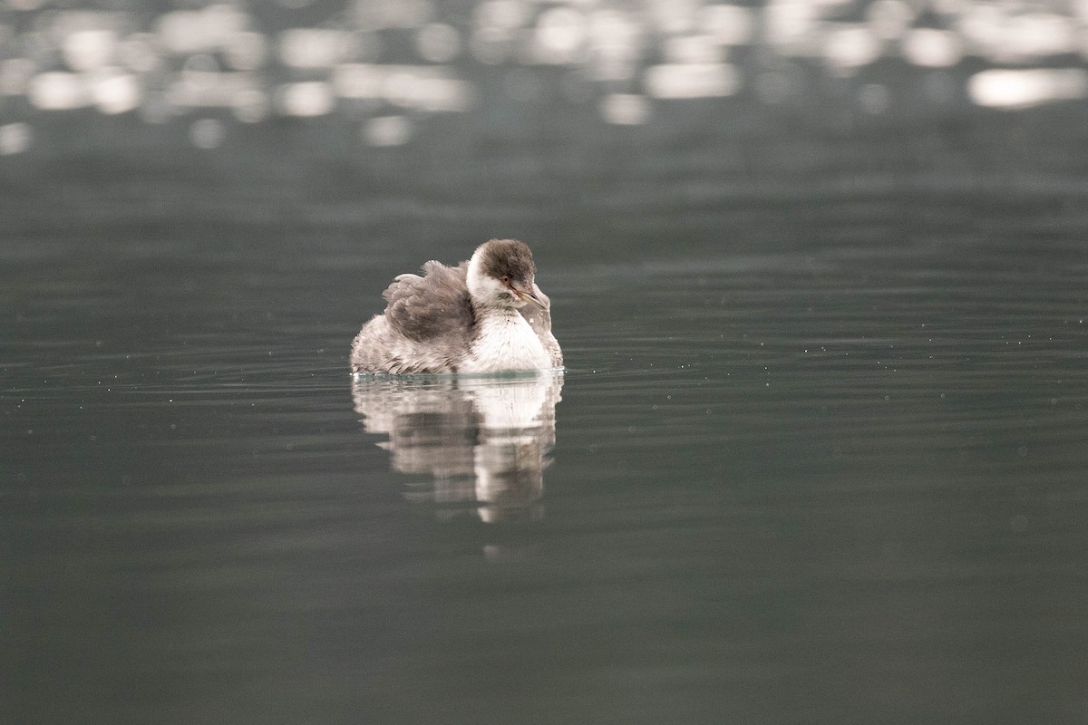 Horned Grebe - ML271392541