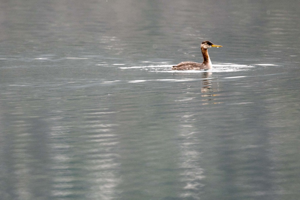 Red-necked Grebe - ML271392641