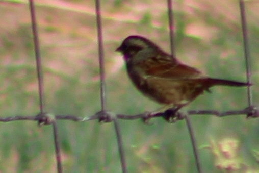 Swamp Sparrow - ML271392691