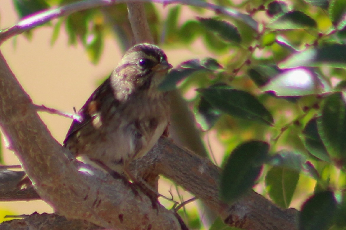 Swamp Sparrow - ML271392771
