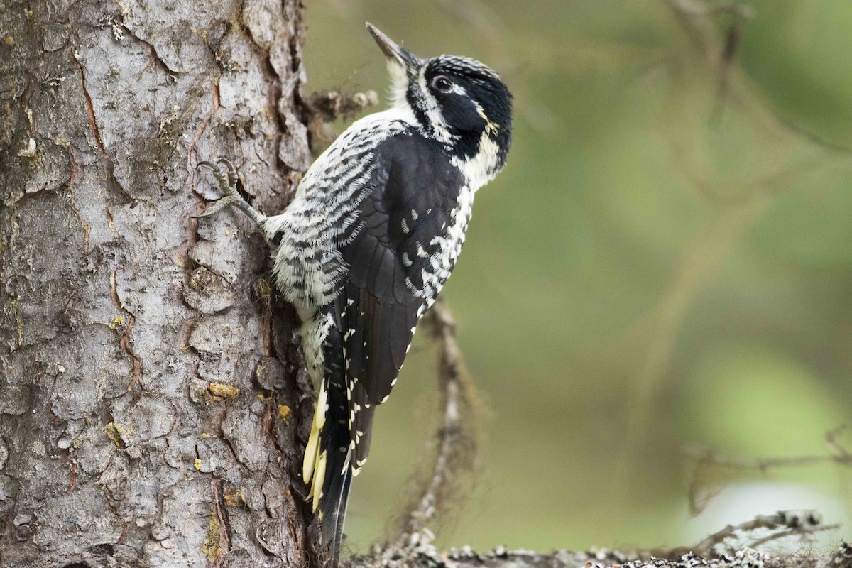 American Three-toed Woodpecker - ML271393121