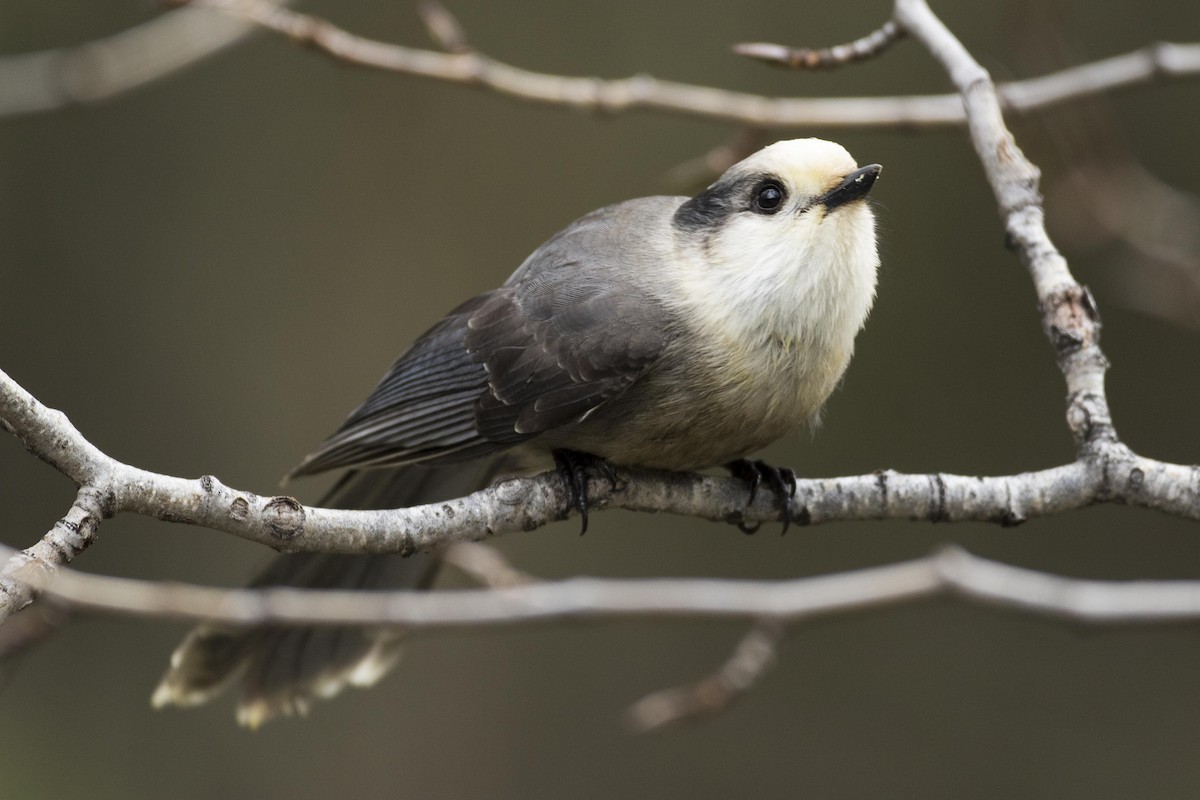 Canada Jay - ML271393231