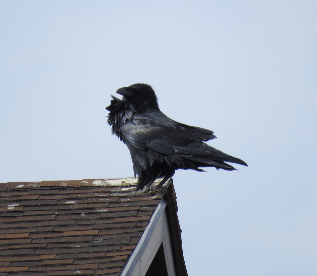 Common Raven - ML271393291