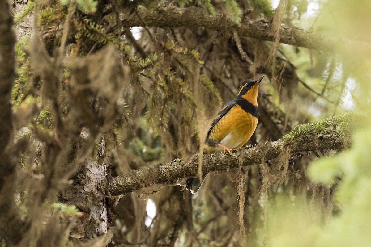 Varied Thrush - ML271393371