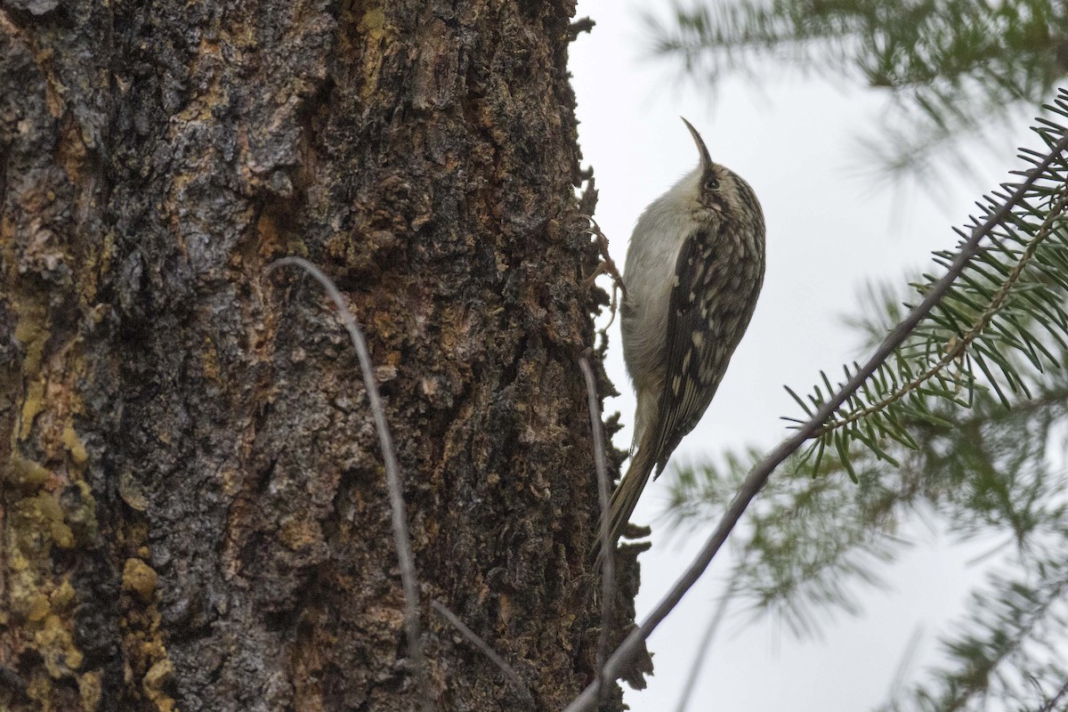 Brown Creeper - ML271393431