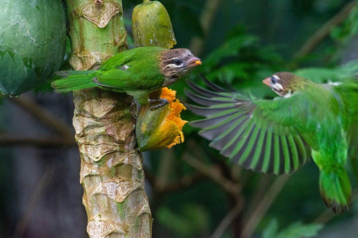 White-cheeked Barbet - ML271393551