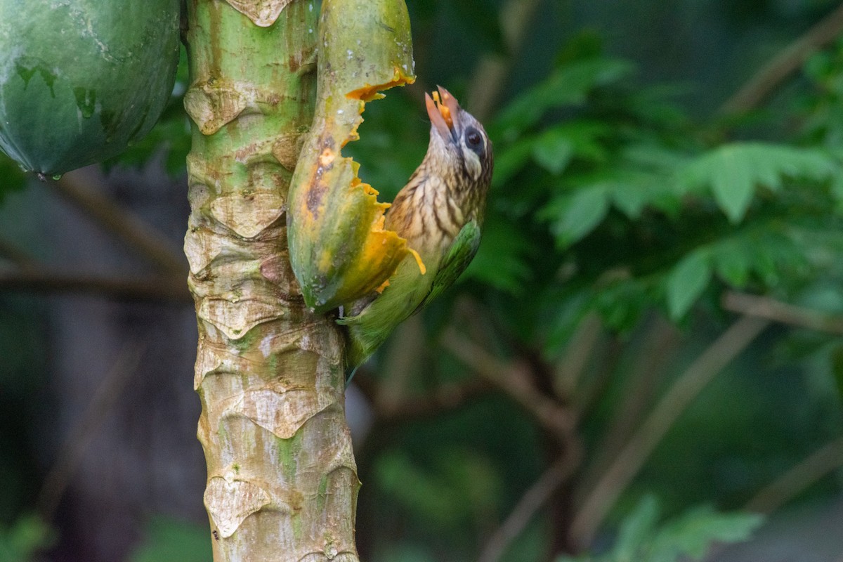 White-cheeked Barbet - ML271393561