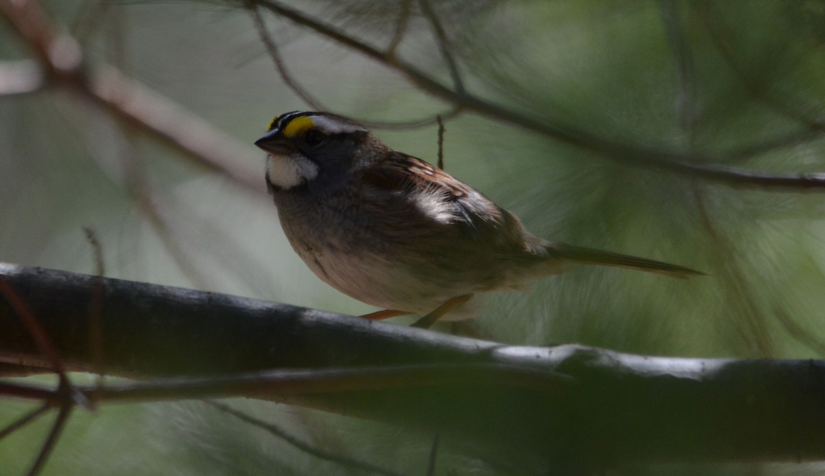 White-throated Sparrow - ML27139381