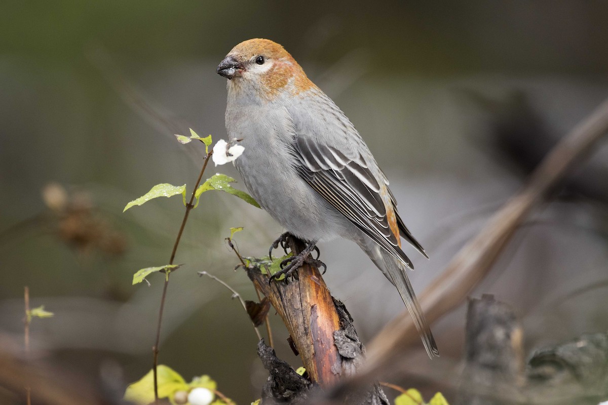 Pine Grosbeak - ML271393991