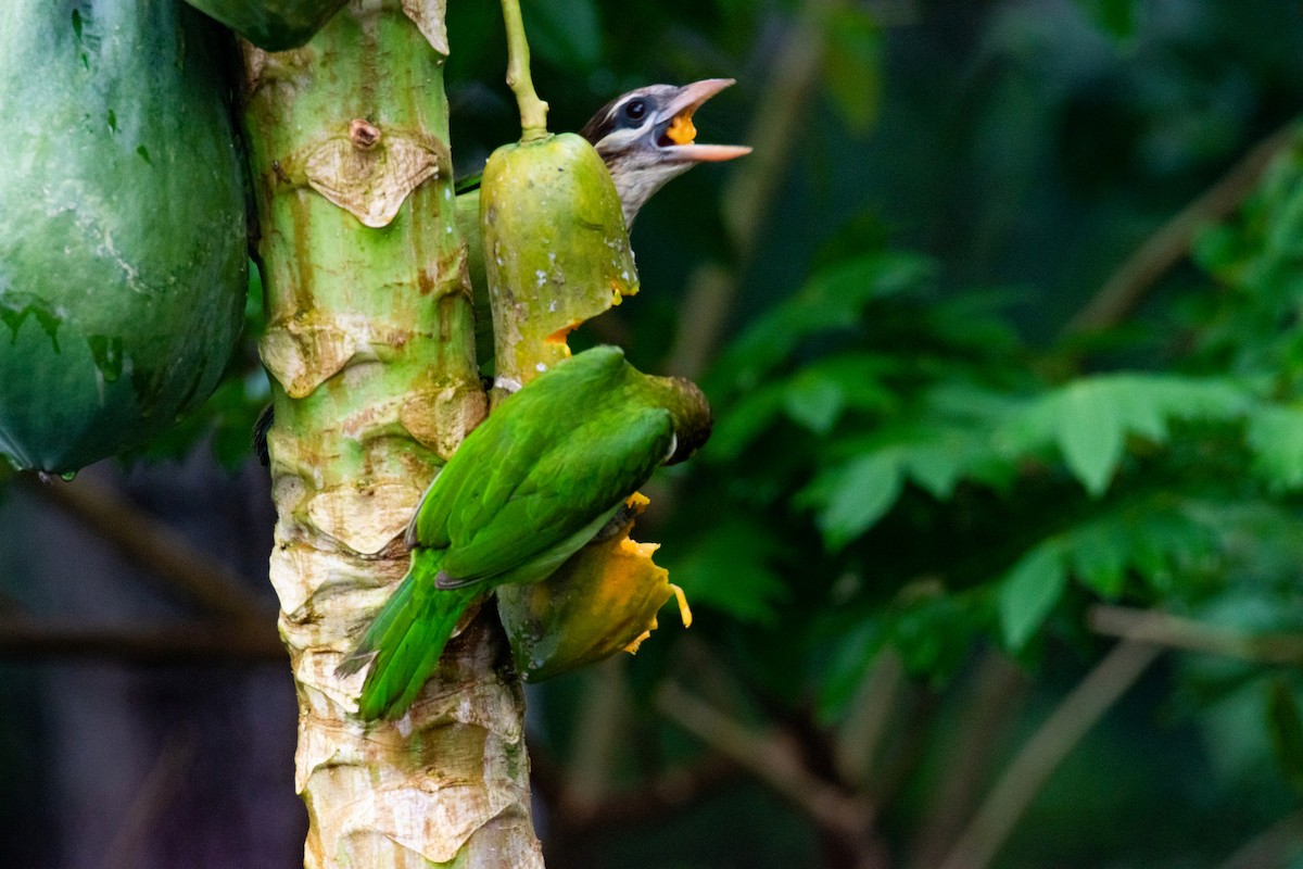 White-cheeked Barbet - ML271394031