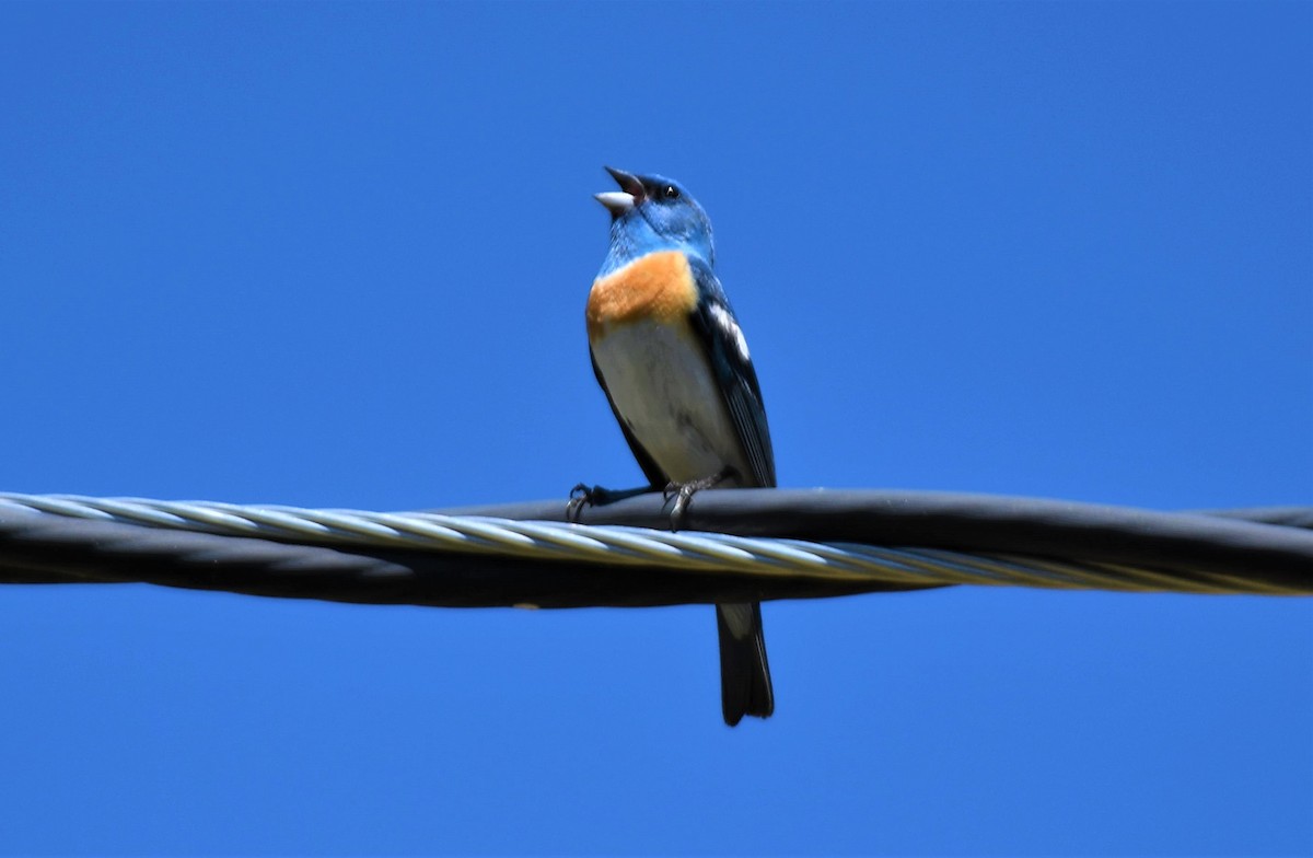 Lazuli Bunting - John Dreves