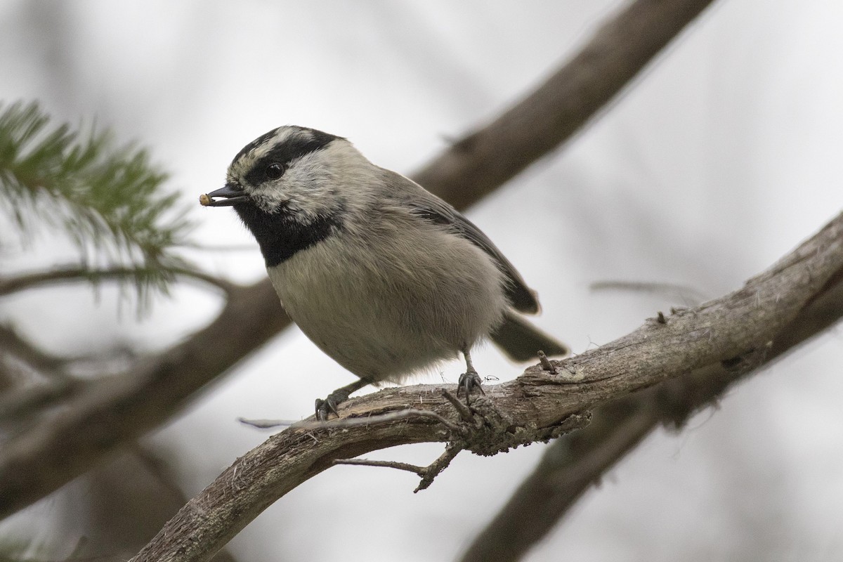 Mountain Chickadee - ML271394541