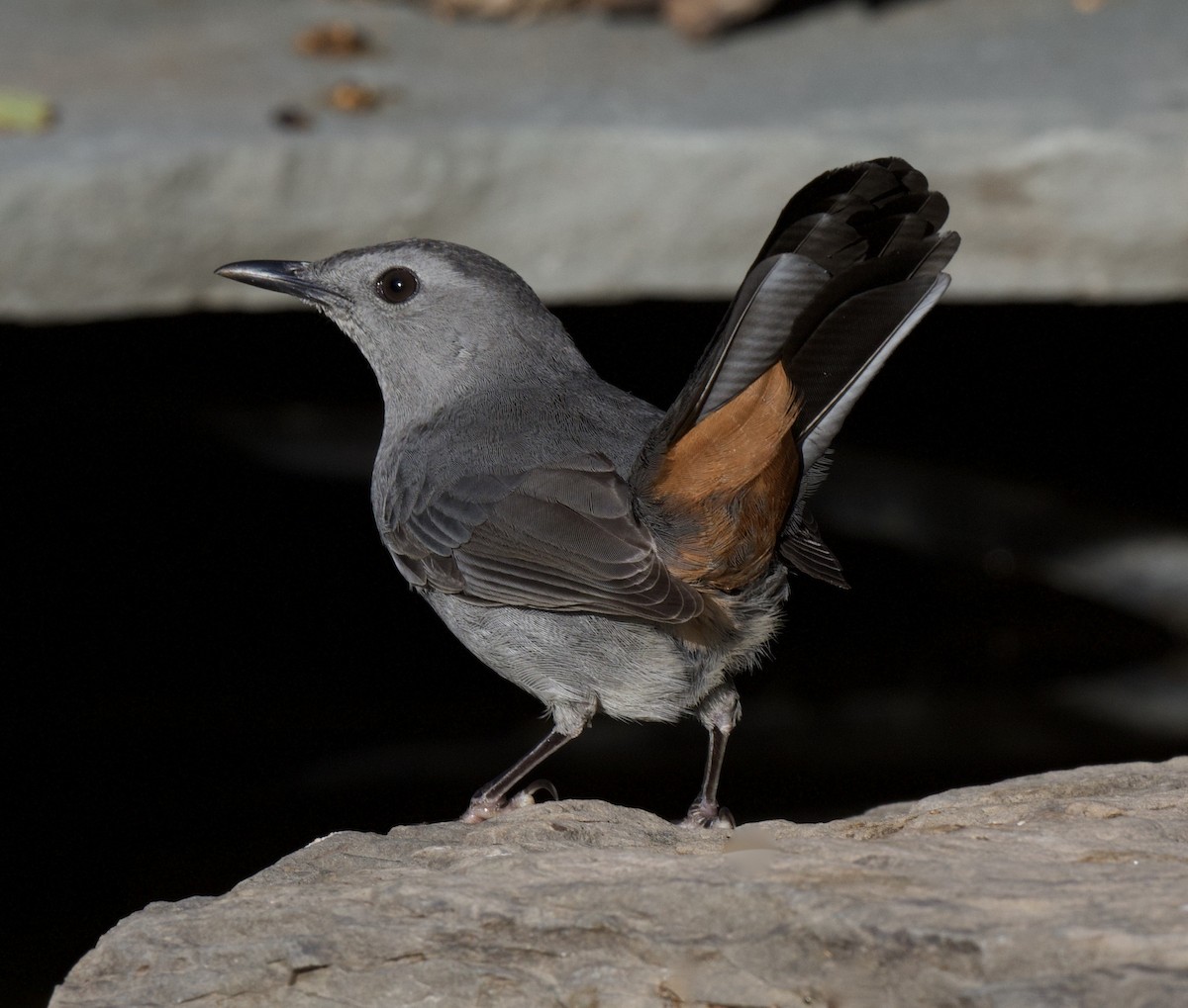 Gray Catbird - Linda Ankerstjerne Olsen