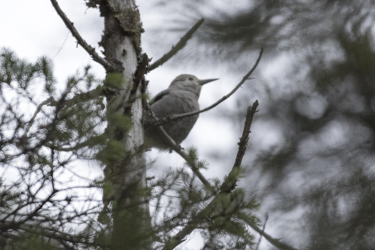Clark's Nutcracker - ML271395391
