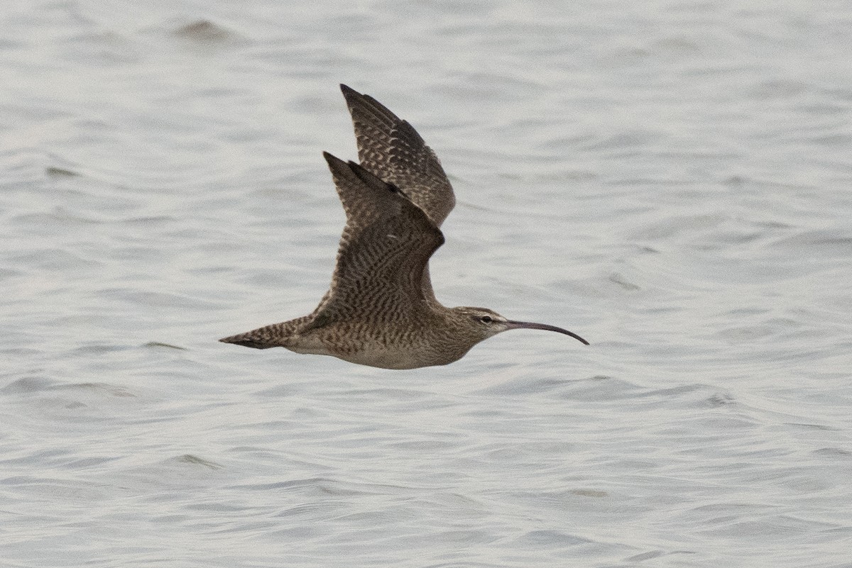 Whimbrel - ML271395481