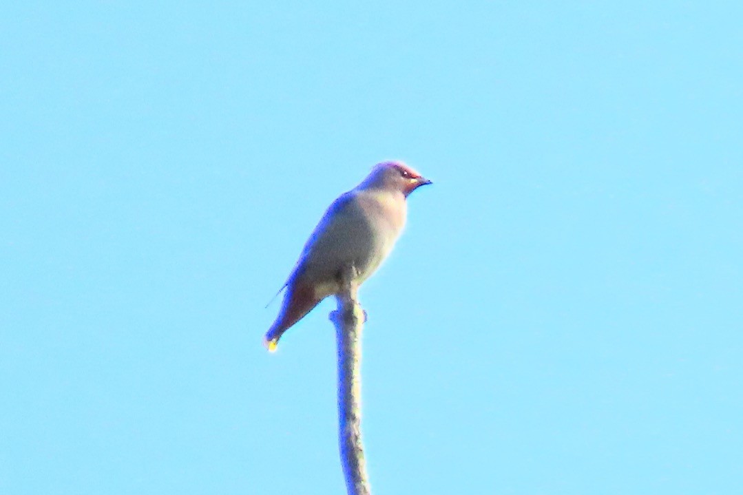 Bohemian Waxwing - ML271395751