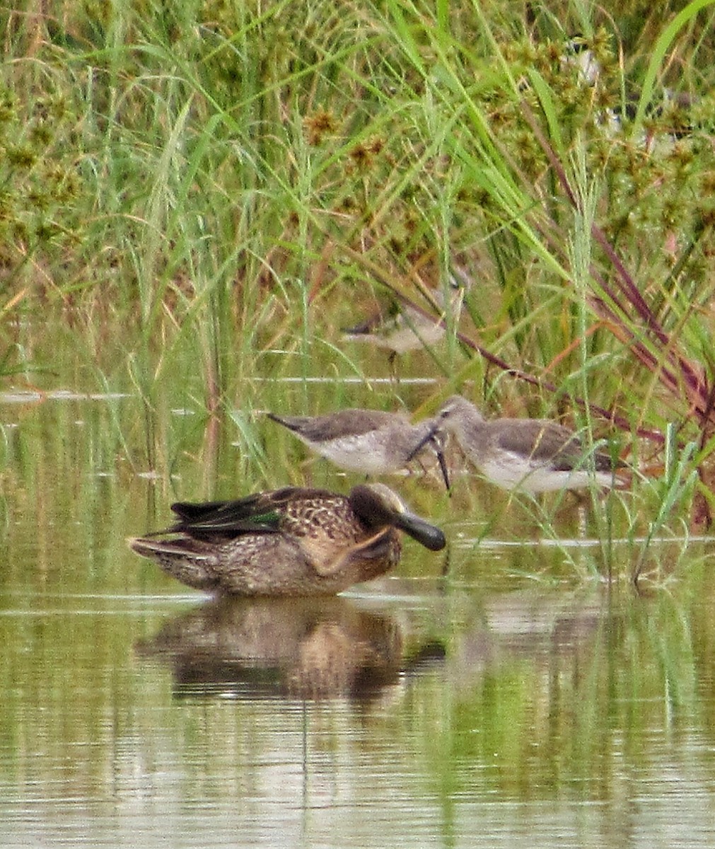 Stilt Sandpiper - ML271396141