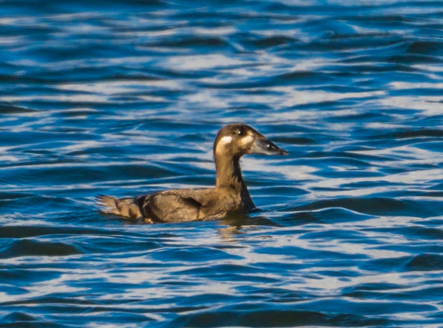 Surf Scoter - ML271396751