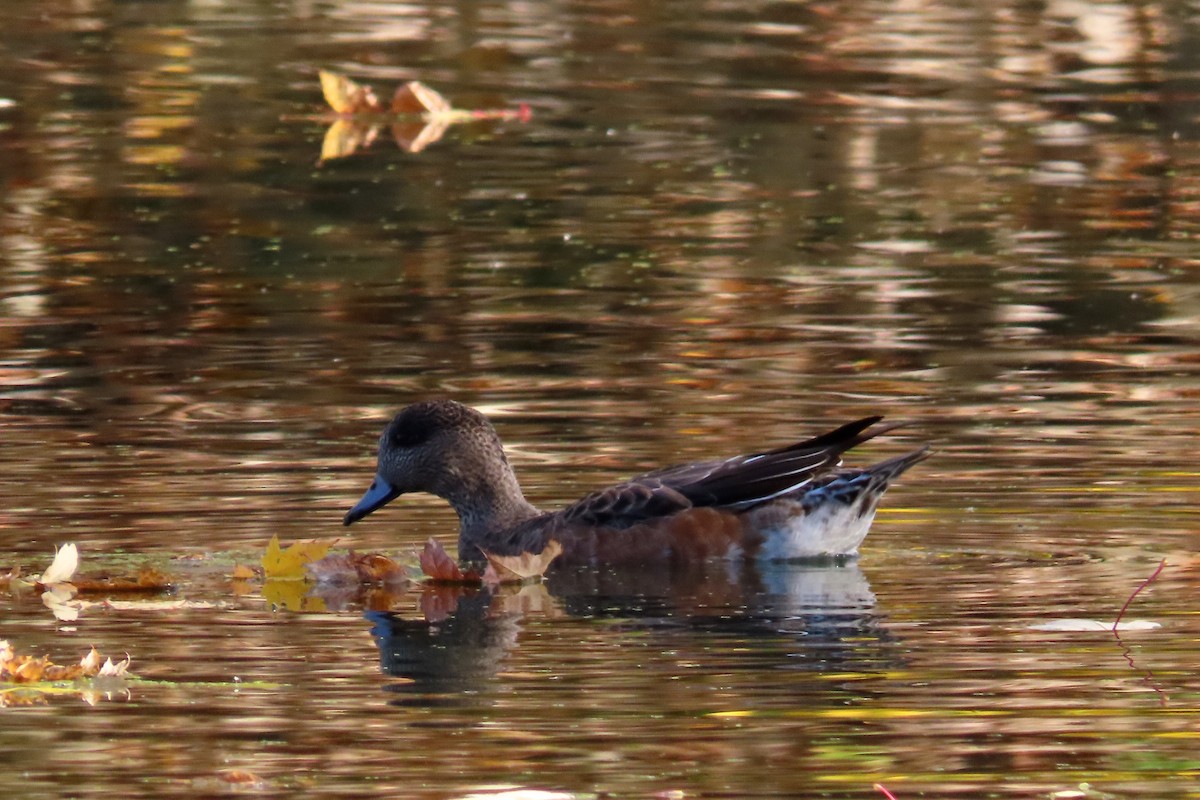 Canard d'Amérique - ML271399631