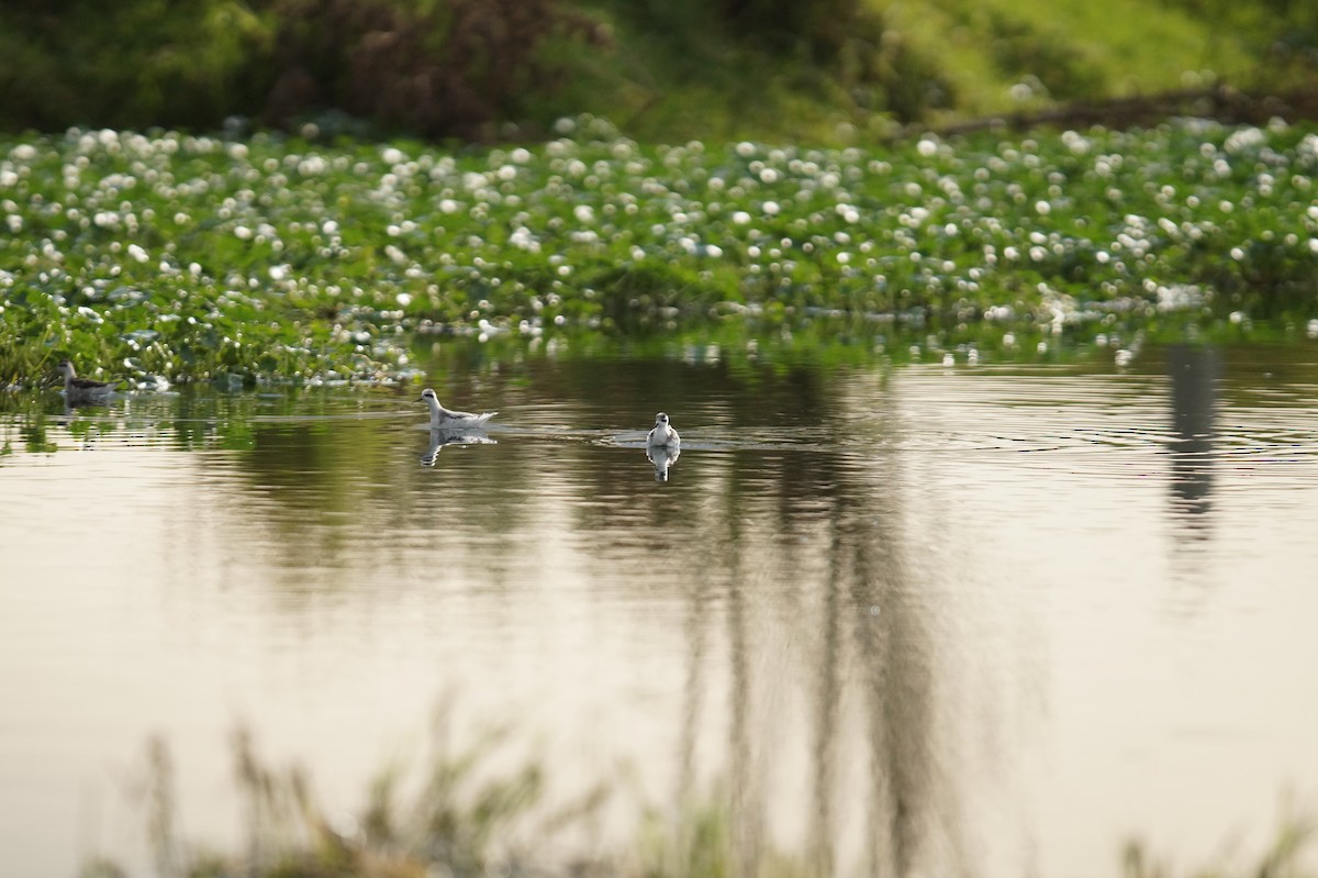 Phalarope à bec étroit - ML271399891