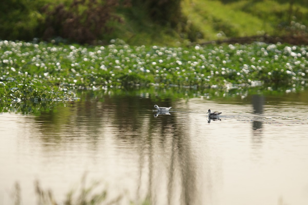 Red-necked Phalarope - ML271399901