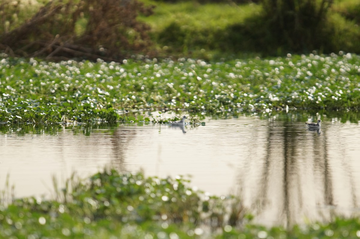 Red-necked Phalarope - ML271399921