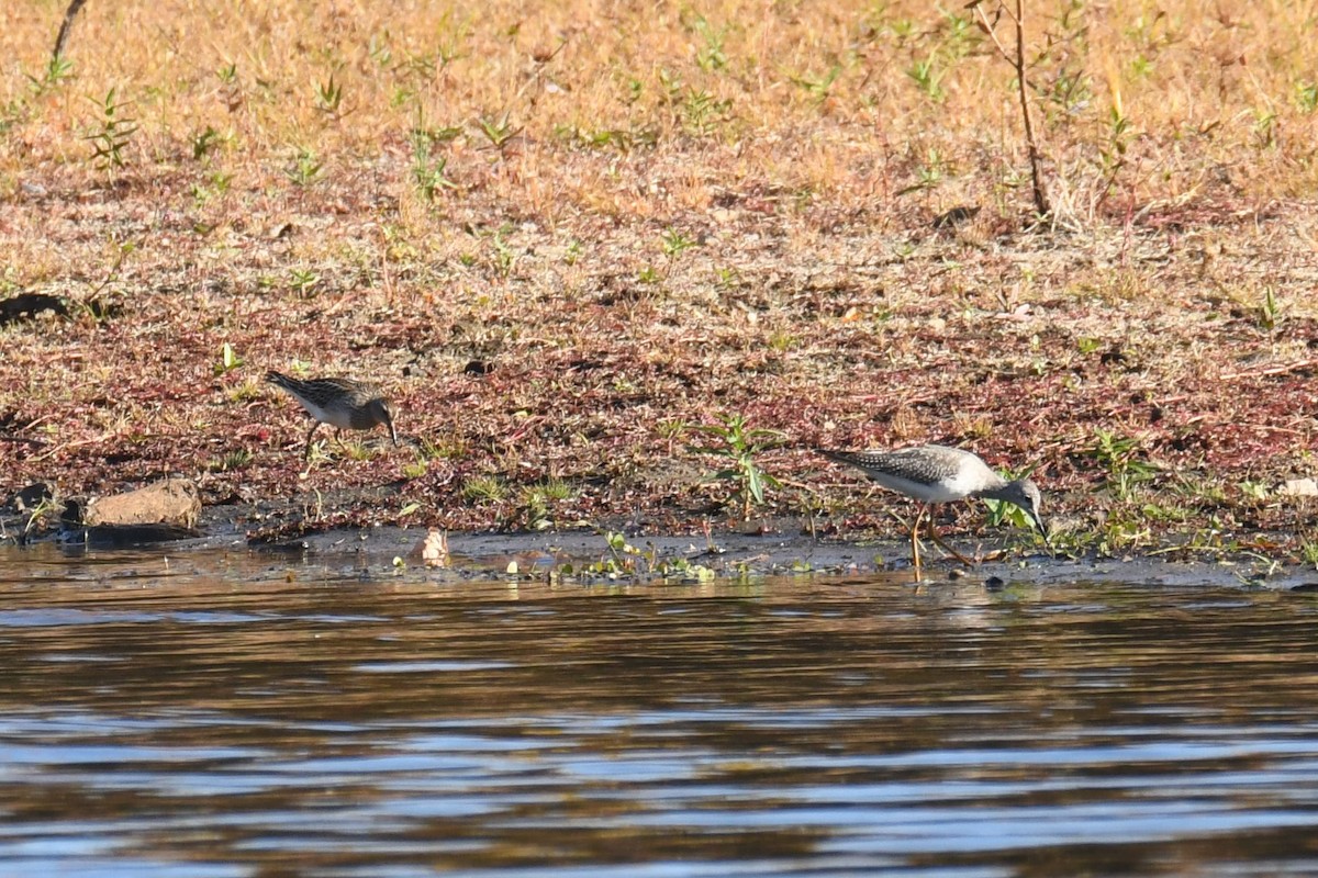 Pectoral Sandpiper - Ted Bradford