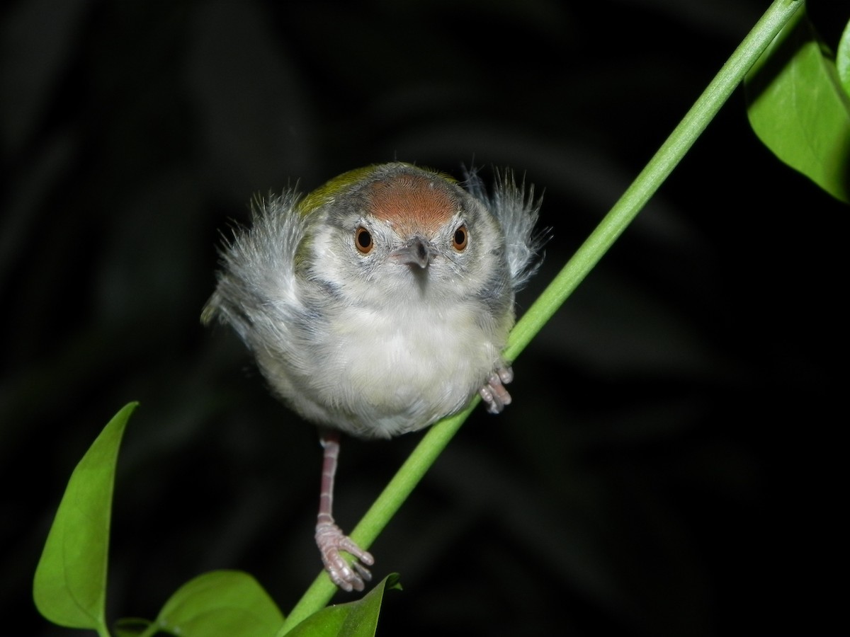 Common Tailorbird - ML271405071