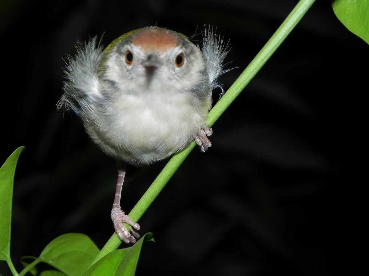 Common Tailorbird - ML271405091