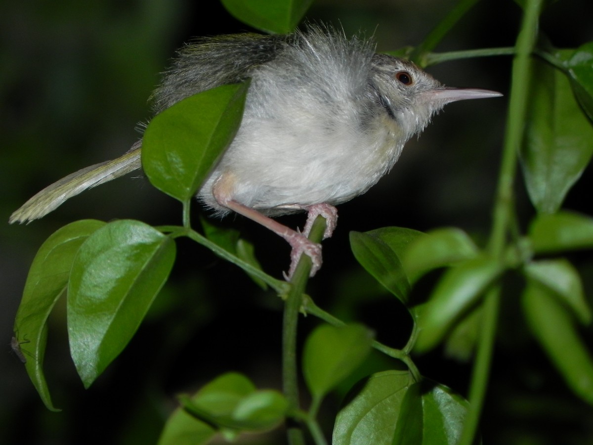 Common Tailorbird - ML271405111