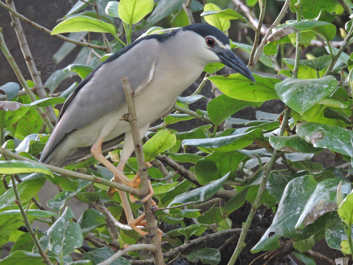 Black-crowned Night Heron - Swapnil Chatterjee