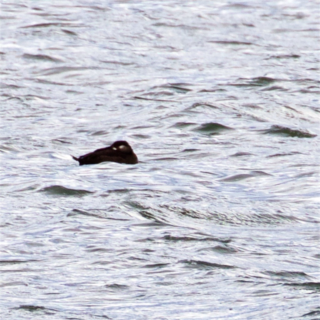 Surf Scoter - ML271406481