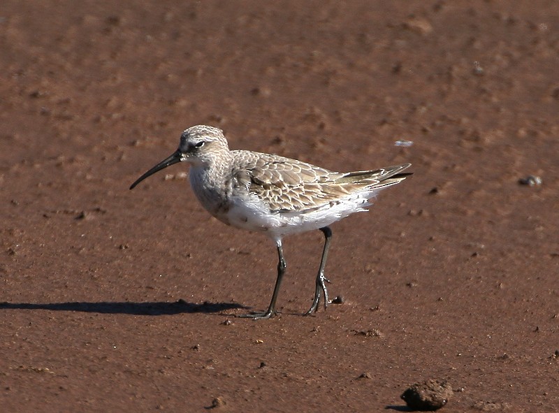 Curlew Sandpiper - ML271408931