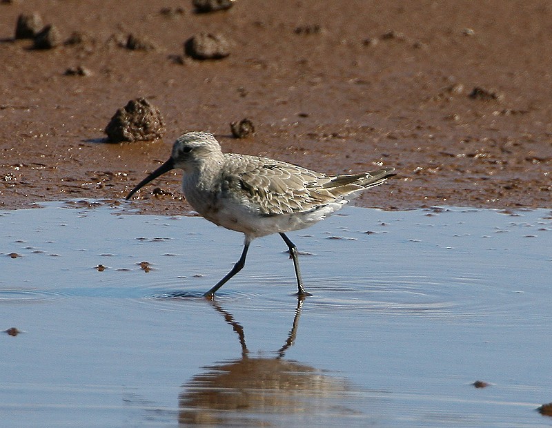 Curlew Sandpiper - ML271408941