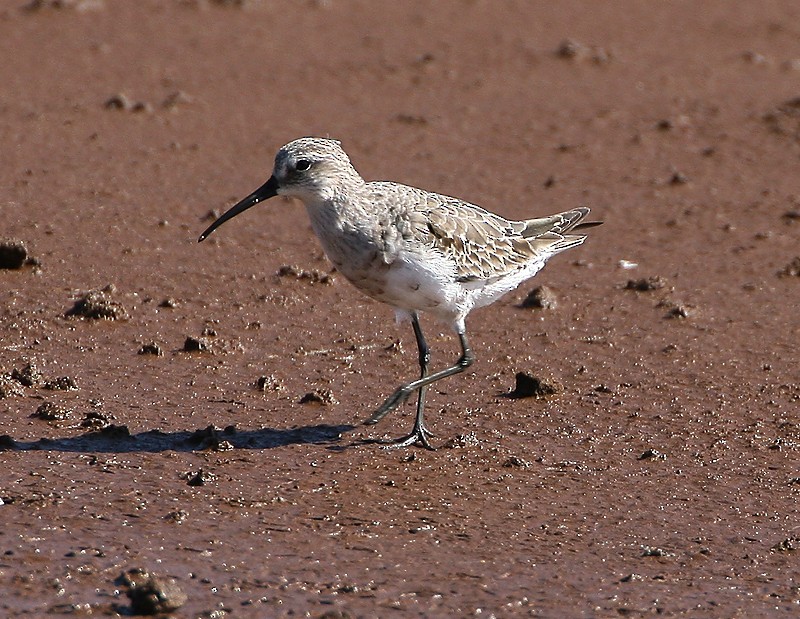 Curlew Sandpiper - Michael Walther