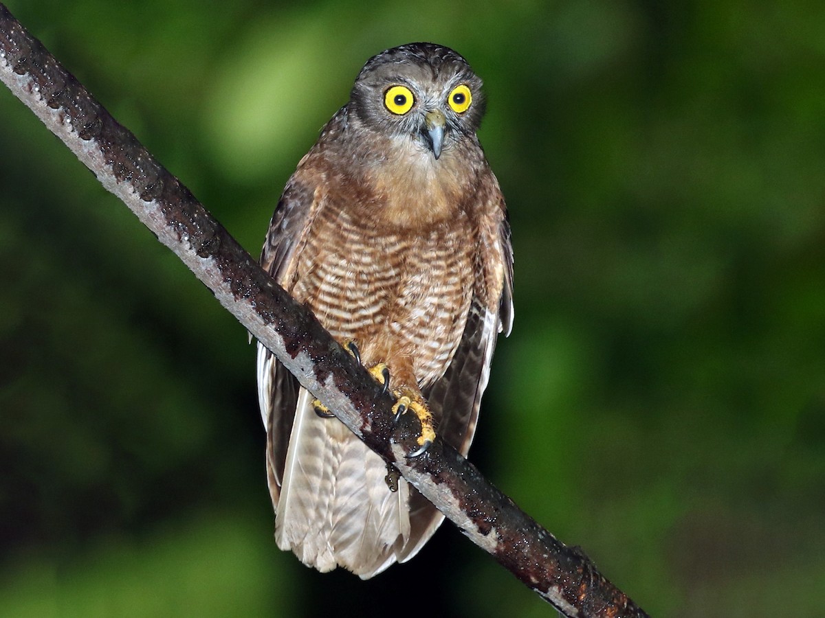 Photos - Halmahera Boobook - Ninox hypogramma - Birds of the World