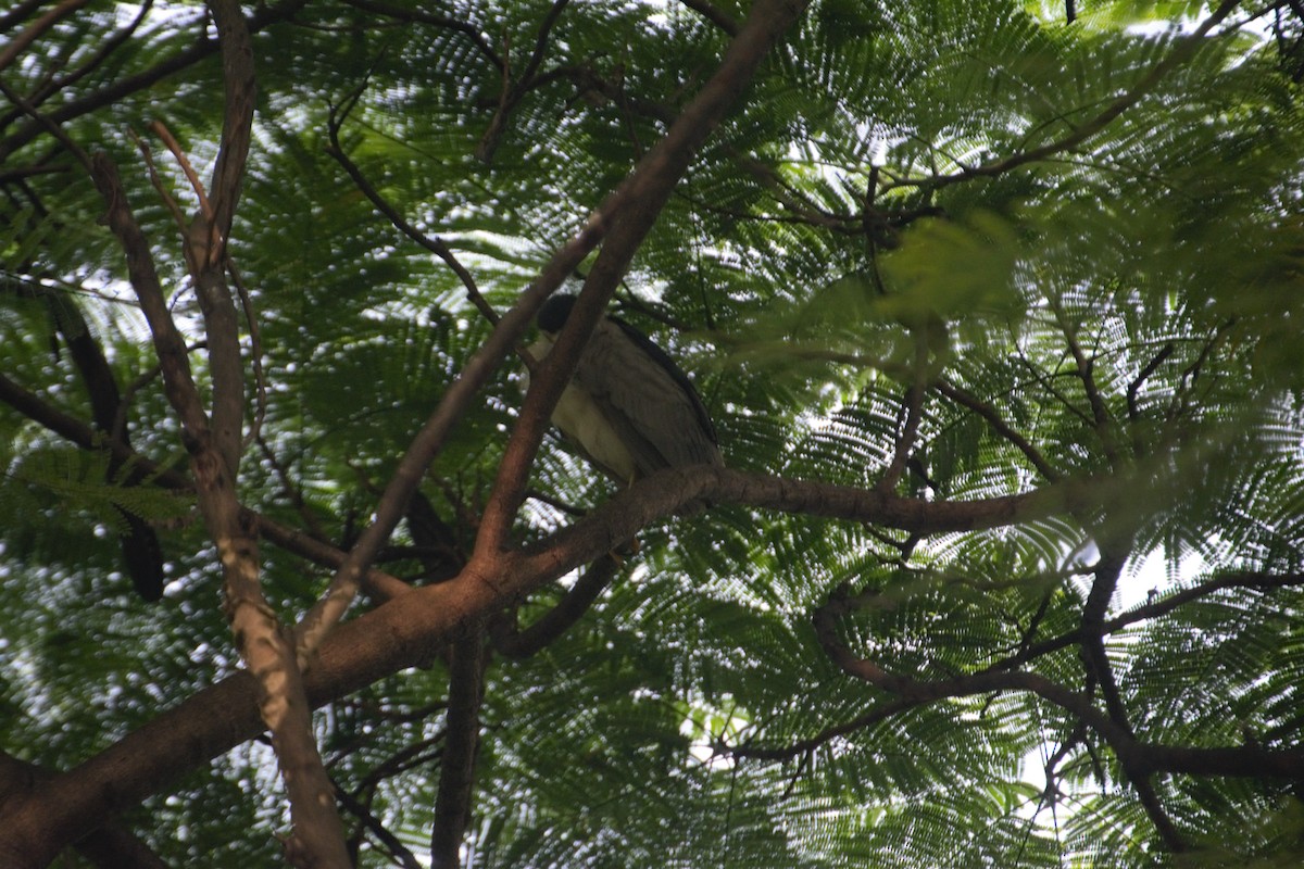 Black-crowned Night Heron - ML271410321